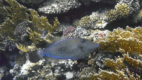 Scribbled leatherjacket filefish (Aluterus scriptus) on the coral reef Video stock 88297377