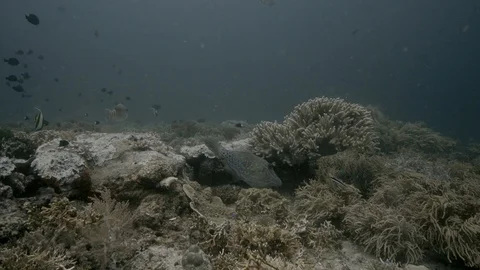 Scribbled Leatherjacket Filefish (Aluterus scriptus) in coral Stock-Footage 108184577