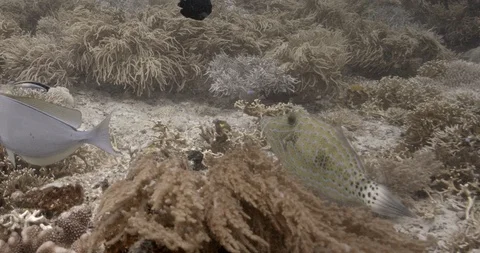 Scribbled Leatherjacket Filefish (Aluterus scriptus) and Orange-Spotted Trevally Vidéo 108932490