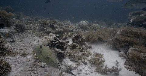 Scribbled Leatherjacket Filefish (Aluterus scriptus) in coral of Raja Ampat Video stock 108932862