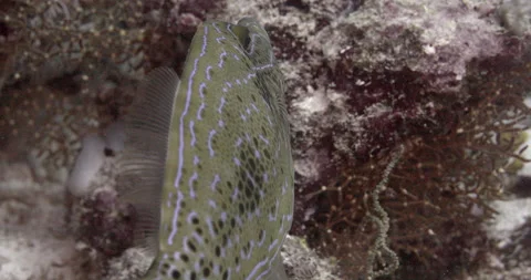 Scribbled Leatherjacket Filefish (Aluterus scriptus) in Indian ocean Maldives. Stock Footage 144424162