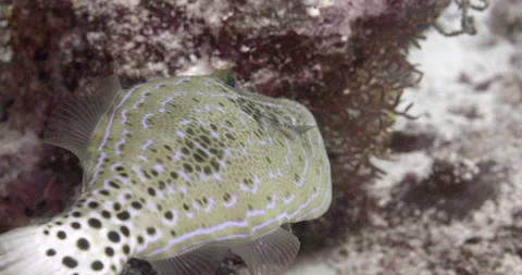 Scribbled Leatherjacket Filefish (Aluterus scriptus) in Indian ocean Maldives. Stock Footage 144424279