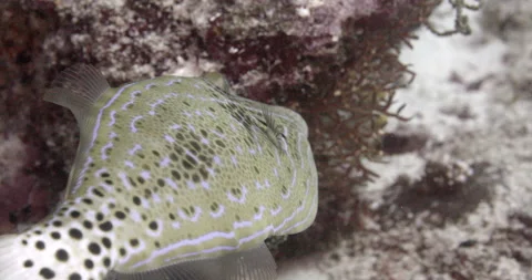 Scribbled Leatherjacket Filefish (Aluterus scriptus) in Indian ocean Maldives. 스톡 동영상 144424327
