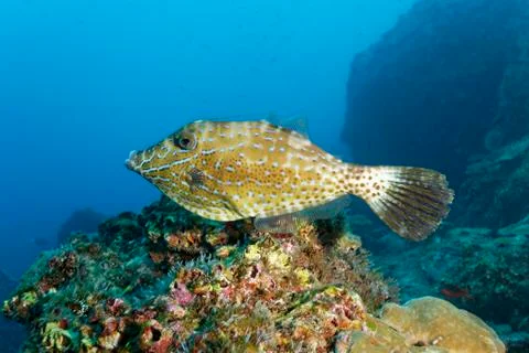 Scribbled leatherjacket filefish Aluterus scriptus above coral reef Cocos Stock-Fotos