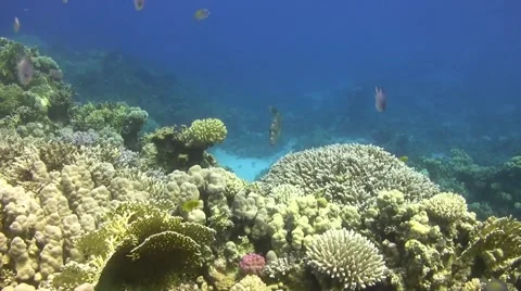 Scribbled leatherjacket - filefish Stock Footage 56032116