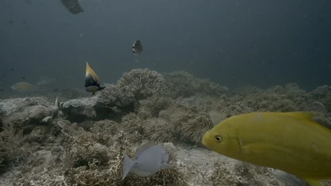 Scribbled Leatherjacket Filefish, Orange-Spotted Trevally Video stock 108184487