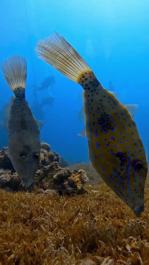 Scribbled leatherjacket filefish on the shallow seabed Stock Footage 330898757