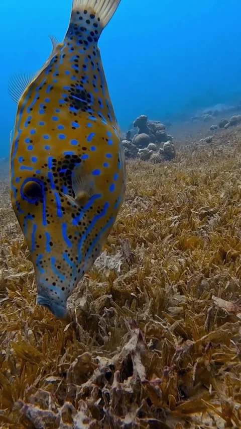 Scribbled leatherjacket filefish on the shallow seabed Stockbeeldmateriaal 330898758