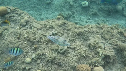 Scribbled Leatherjacket Fish Along the Coral Reef Stock Footage 305925172