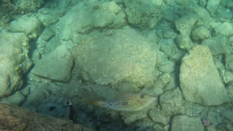 Scribbled Leatherjacket Fish Poses for the Camera By the Coral Reef Video stock 303240437