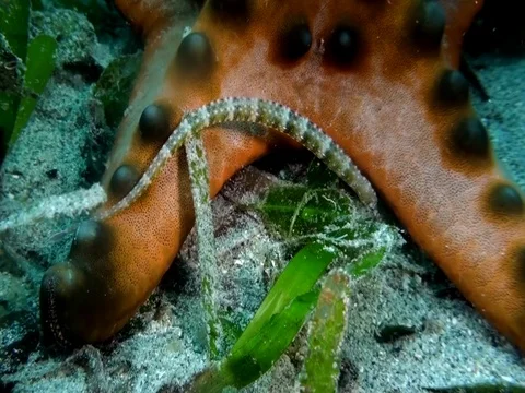 Scribbled pipefish (Corythoichthys intestinalis) near  Chocolate chip sea star Stock Footage 88554091