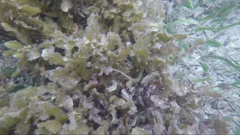 Scribbled pipefish, underwater close up shot, coral reef, Karimunjawa, Indonesia Video stock 162050055