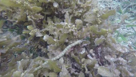 Scribbled pipefish, underwater close up shot, coral reef, Karimunjawa, Indonesia Video stock 162050173