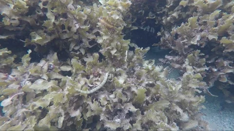 Scribbled pipefish, underwater close up shot, coral reef, Karimunjawa, Indonesia Stock Footage 162051807