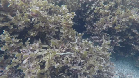Scribbled pipefish, underwater close up shot, coral reef, Karimunjawa, Indonesia Video stock 162052435