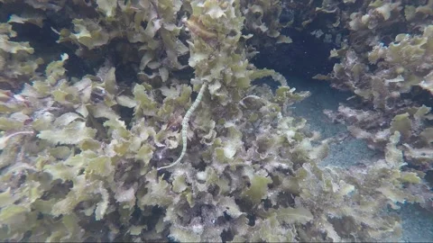 Scribbled pipefish, underwater close up shot, coral reef, Karimunjawa, Indonesia 库存影片 162055205