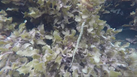 Scribbled pipefish, underwater close up shot, coral reef, Karimunjawa, Indonesia Video stock 162055224