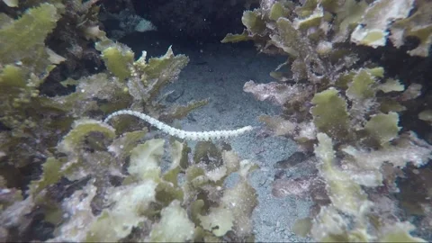 Scribbled pipefish, underwater close up shot, coral reef, Karimunjawa, Indonesia Video stock 162104699
