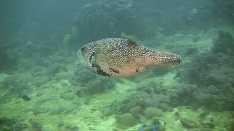 Scribbled puffer, arothron mappa on a reef in the Philippines Stock Footage 109743