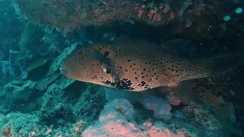 Scribbled Pufferfish Close Up Video stock 314025045