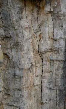 Scribbly Gum Bark Texture Eucalyptus haemastoma White Trunk with Insect Lar.. Stock Photos