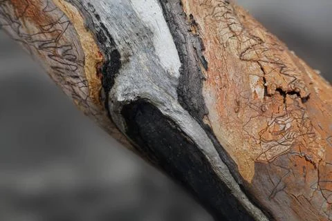  Scribbly Gum Scribbly gum. The patterns are formed by the scribbly gum mo... Foto stock
