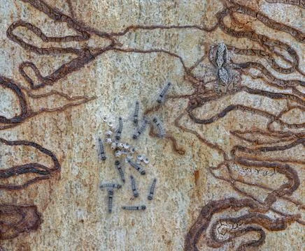 Scribbly Gum Trees with Larvae Trails on Shedding Bark Stock Photos
