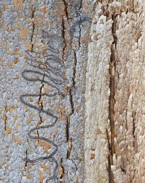 Scribbly Gum Trees with Larvae Trails on Shedding Bark Stock Photos