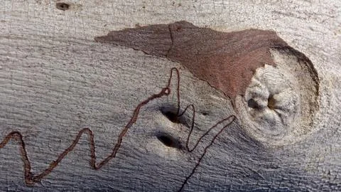 Scribbly gum worm pattern Foto stock