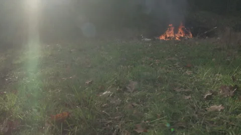 Scroll Up Of Fire Burning In Sunny Forest Stock-Footage 270395223