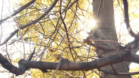 Scroll the sun through the branches Stock Footage 82827953
