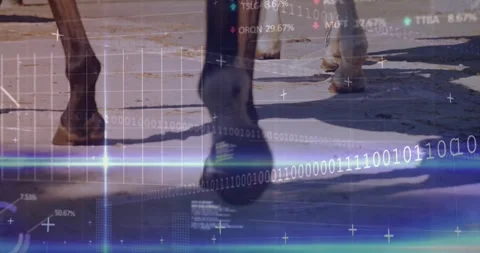 Scrolling binary initiating horse hooves trotting across sunlit pavement 库存影片 319852448