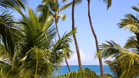 Scrolling coconut trees on the background of the sea on a tropical island. Stock Footage 96326843