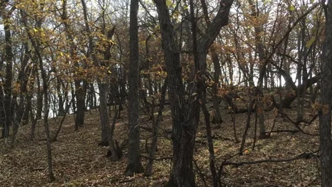 Scrolling shot of a Forest in HD Video stock 130348469