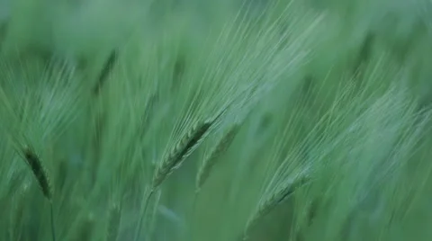 Scrolling Through the Cereals Stalks Vidéo 44904219