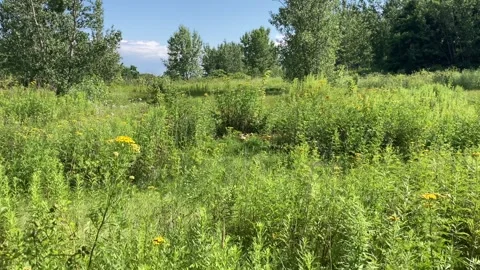 Scrolling Through Grassland From Right To Left Stock Footage 266866202