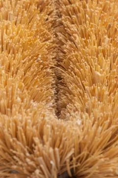 Scrub brush Stock Photos