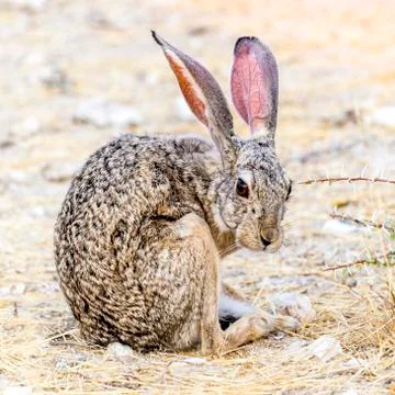 The Scrub Hare Stock Photos