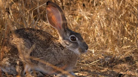 Scrub hare rabbit is startled but sits very still in dry grass Stock Footage
