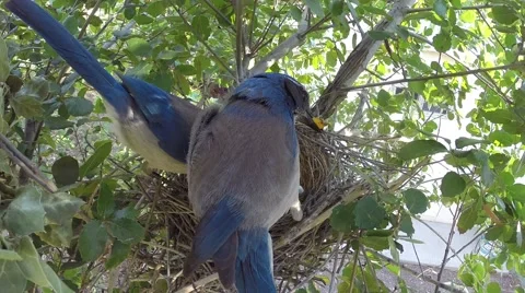 Scrub Jay afterfeeding both leave V17944 Stock Footage 49796611