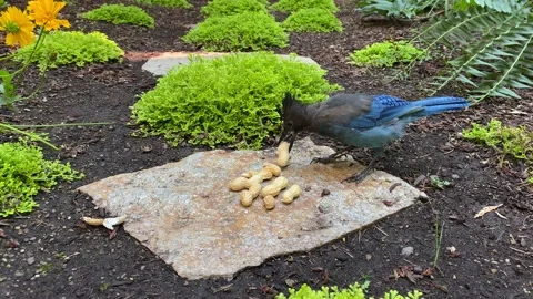 A scrub jay and a steller's jay eating peanuts in a garden Stock Footage 205091644
