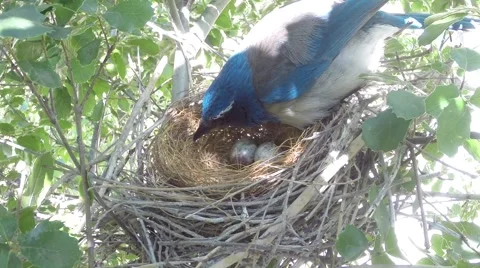 Scrub Jay bird Documentary pecks around then sits on nest GoPro V17089 Stock Footage 48754523