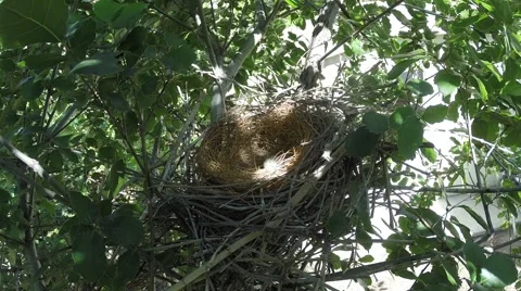 Scrub Jay bird Documentary resturns to nest pecks around GoPro Hero3+ V17088 Stock Footage 48754859