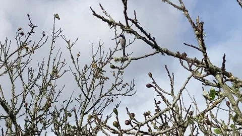 A Scrub Jay Bird Hanging On A Thin Tree Branch And Flies Off Stock Footage 336524386