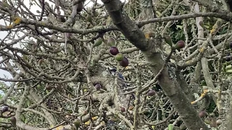 A Scrub Jay Bird Picking Off From A Fig Tree And Flies Off Stock Footage 336816630