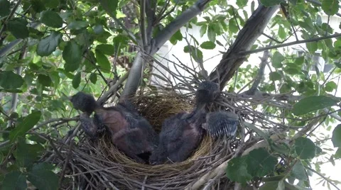 Scrub Jay bird returns and feeds chicks V18112 Stock Footage 49796787