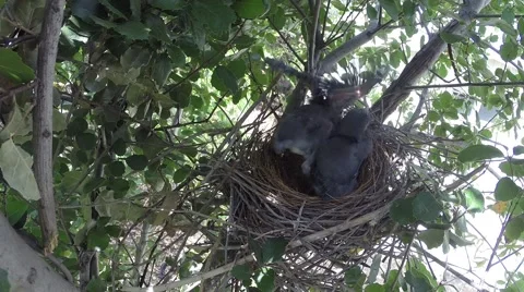 Scrub jay chick test flapping in nest V18240 Stock Footage 49870879