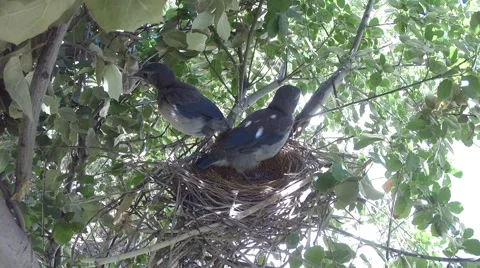 Scrub Jay chicks active flapping squawking hopping V18432 Stock Footage 50062368