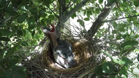 Scrub Jay chicks climbing on each other V18081 Stock Footage 49796671