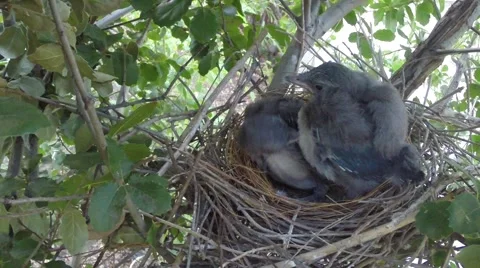 Scrub jay chicks preening V18217 Stock Footage 49870497